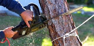 Best Organic Lawn Care Solutions  in Vincent, CA