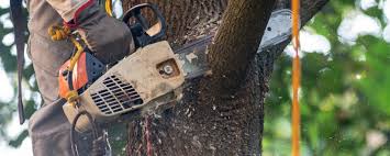 Best Stump Grinding and Removal  in Vincent, CA