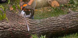 Best Tree Health Inspection  in Vincent, CA
