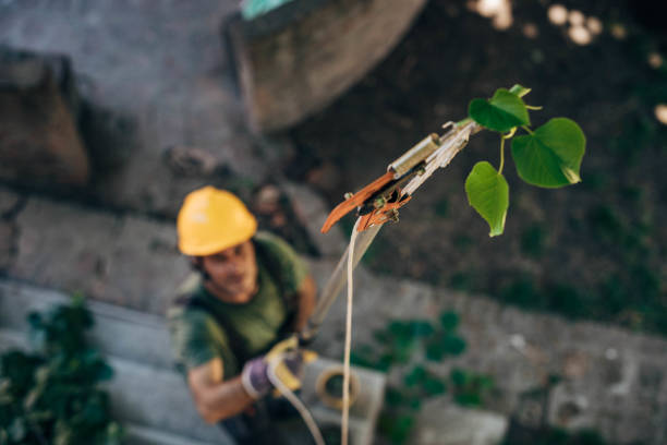 How Our Tree Care Process Works  in  Vincent, CA