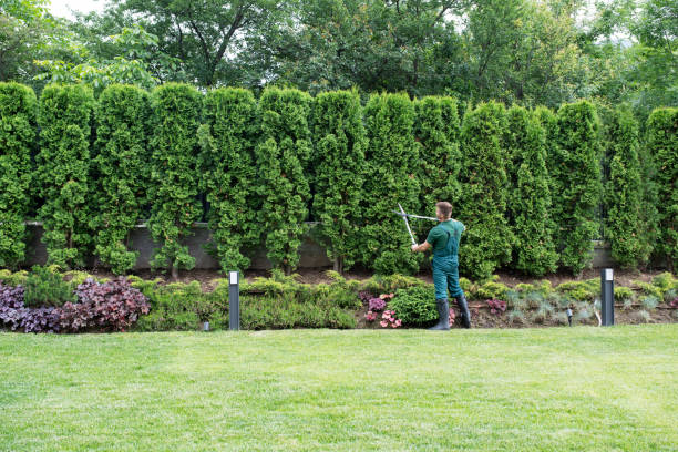 Best Weed Control  in Vincent, CA