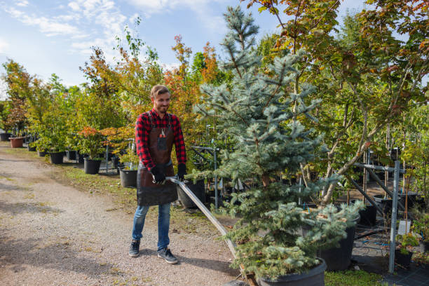 Best Tree Mulching  in Vincent, CA