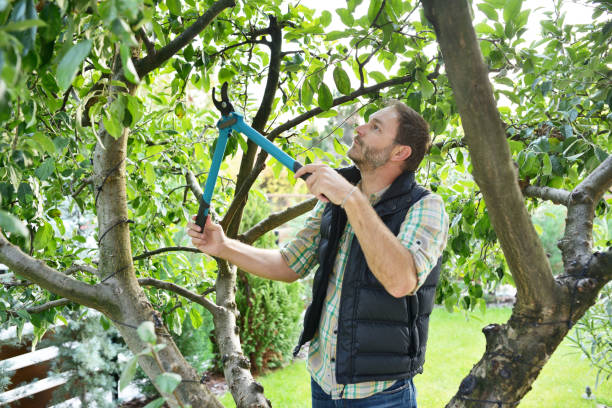 Best Tree Disease Treatment  in Vincent, CA